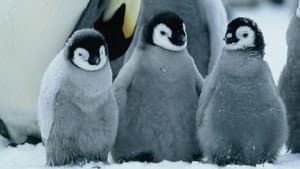 A Marcha dos Pinguins — imagem 8