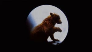 O Urso — imagem 6