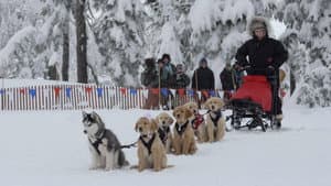 Snow Buddies: Uma Aventura no Gelo — imagem 8