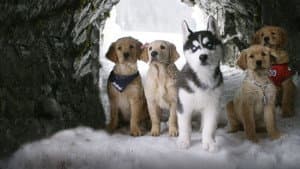 Snow Buddies: Uma Aventura no Gelo — imagem 1