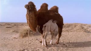 Camelos Também Choram — imagem 6