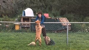Wendy e Lucy — imagem 3