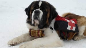 Snow Buddies: Uma Aventura no Gelo — imagem 11