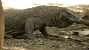 Dragões de Komodo: Sobrevivendo ao Ataque — imagem 2
