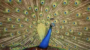 Crazy Creatures — imagem 1