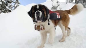 Snow Buddies: Uma Aventura no Gelo — imagem 13