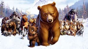 Irmão Urso — imagem 12