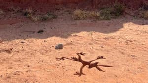Coyote vs. ACME — imagem 10