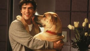 Feito Cães e Gatos — imagem 4