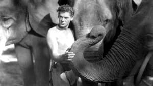 Tarzan - O Filho das Selvas — imagem 1
