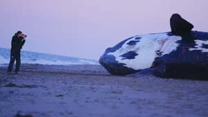 Last of the Right Whales — imagem 1