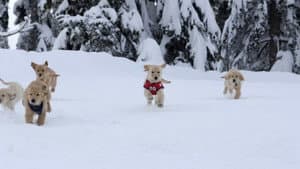 Snow Buddies: Uma Aventura no Gelo — imagem 14