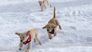 Snow Buddies: Uma Aventura no Gelo — imagem 5