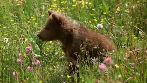 O Urso — imagem 3