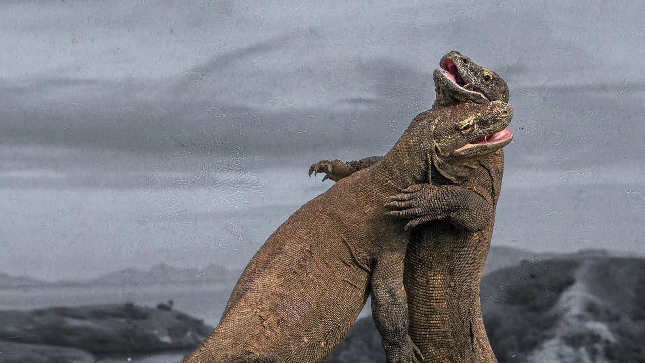 Dragões de Komodo: Sobrevivendo ao Ataque